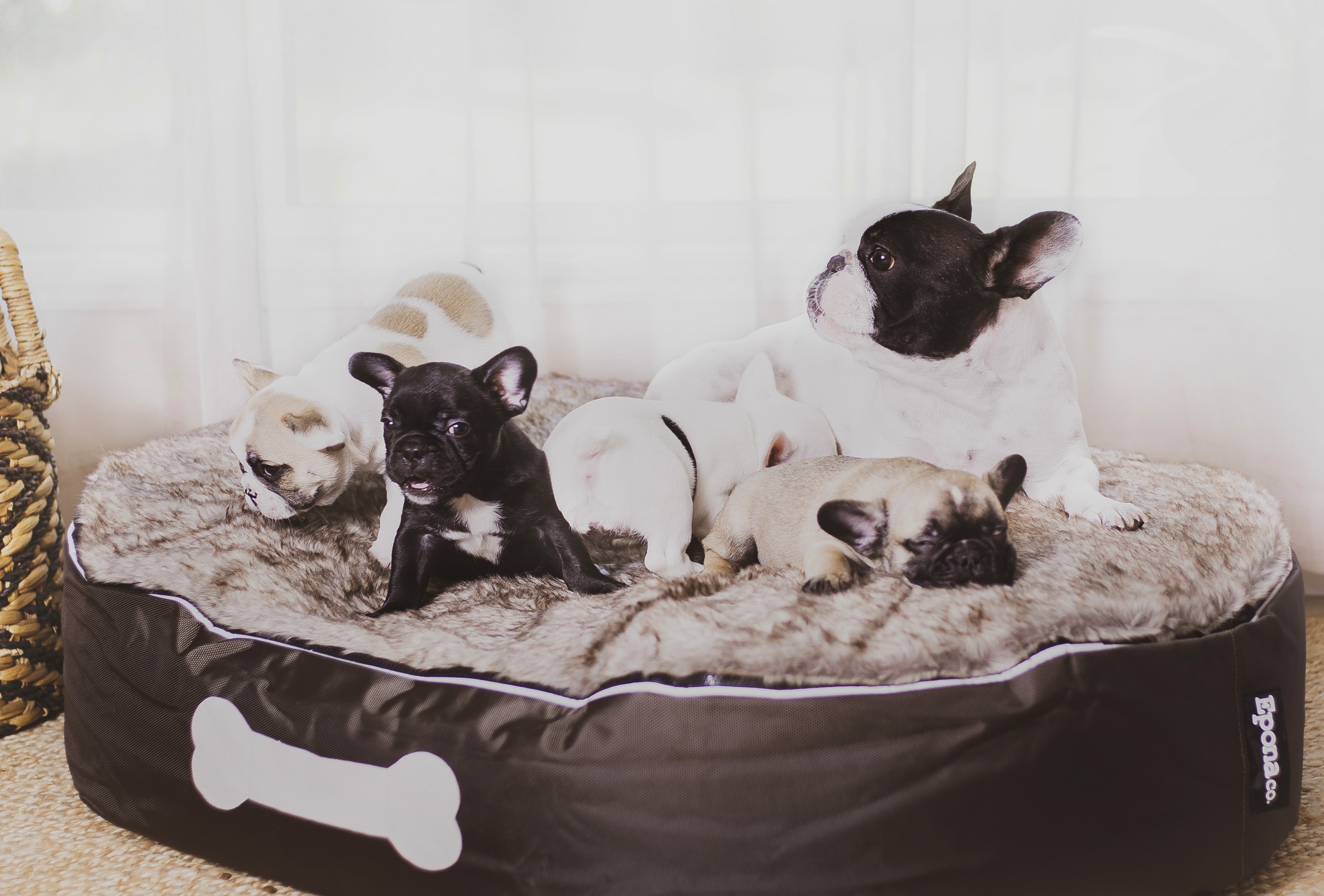 How Epona's Lounger Bean Bags Became a Favourite, Even for Our Furry Friends!!